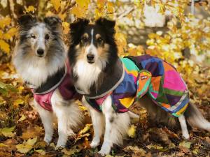 45581745_115551659370090_752286418365054976_n